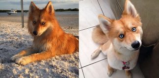 Conheça Mya, uma mistura de Husky com Spitz que se parece com uma raposinha