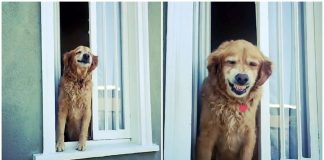 Cãozinho idoso cumprimenta seus vizinhos todos os dias com um enorme sorriso