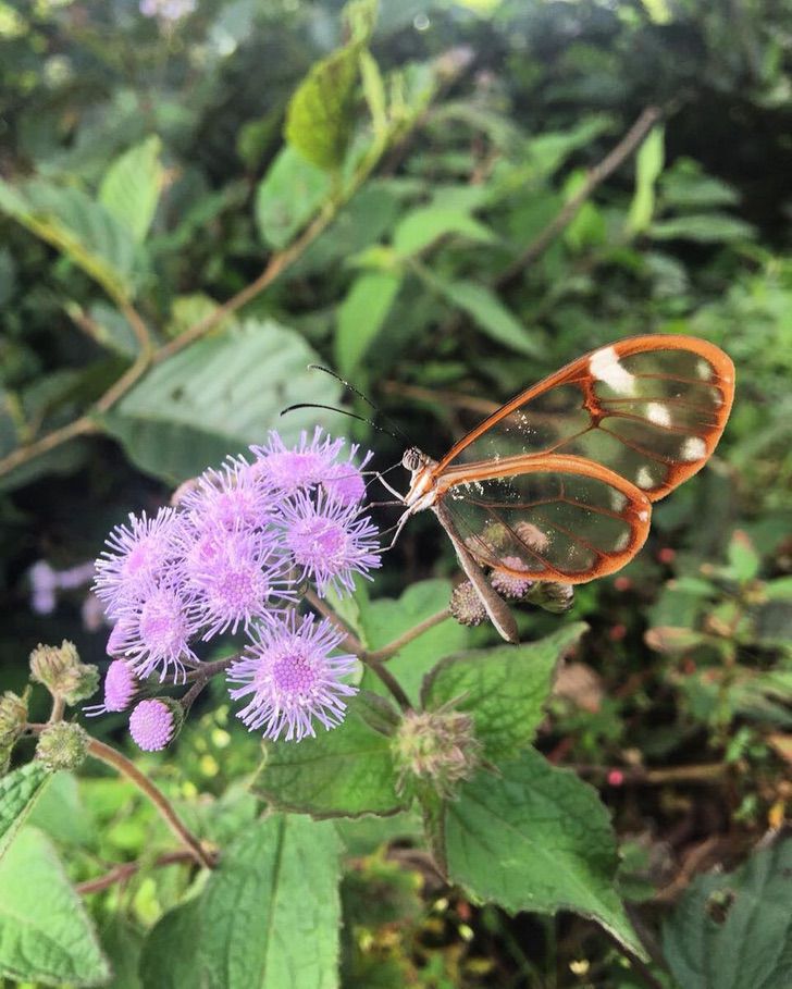 sabervivermais.com - A borboleta alada de cristal é maravilhosa. Torna-se invisível para confundir seus predadores