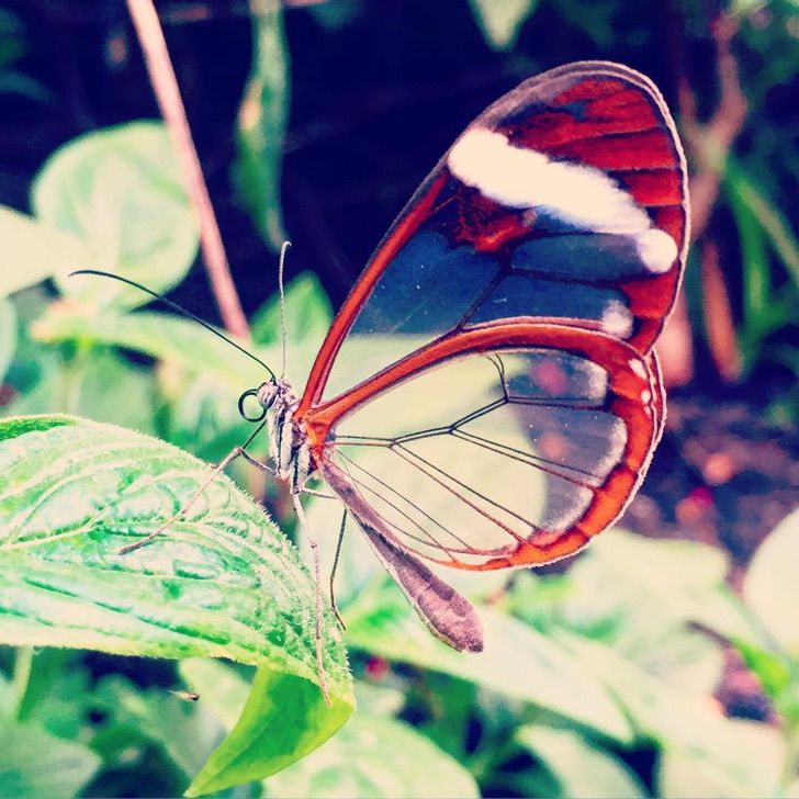 sabervivermais.com - A borboleta alada de cristal é maravilhosa. Torna-se invisível para confundir seus predadores