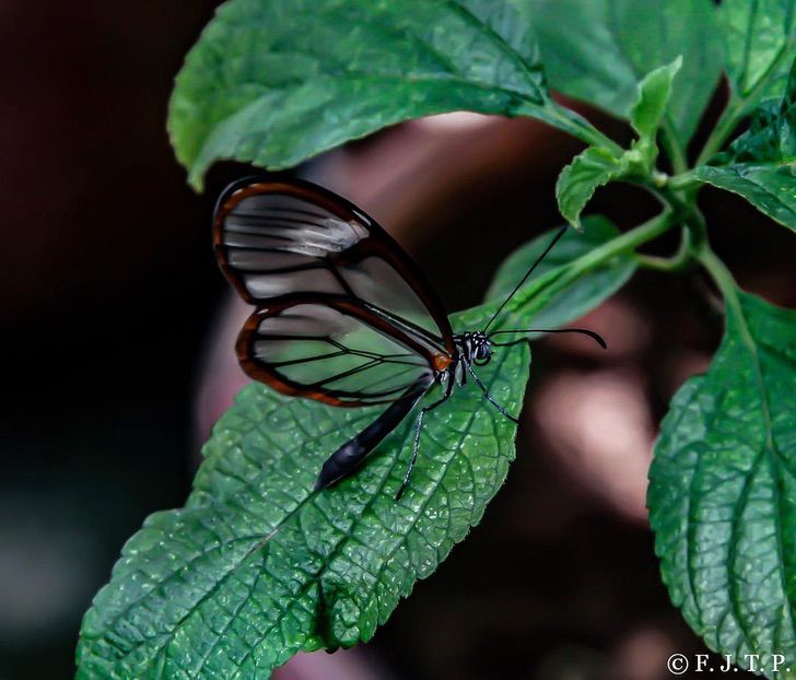 sabervivermais.com - A borboleta alada de cristal é maravilhosa. Torna-se invisível para confundir seus predadores