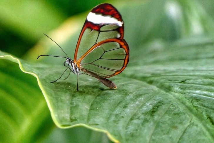 sabervivermais.com - A borboleta alada de cristal é maravilhosa. Torna-se invisível para confundir seus predadores