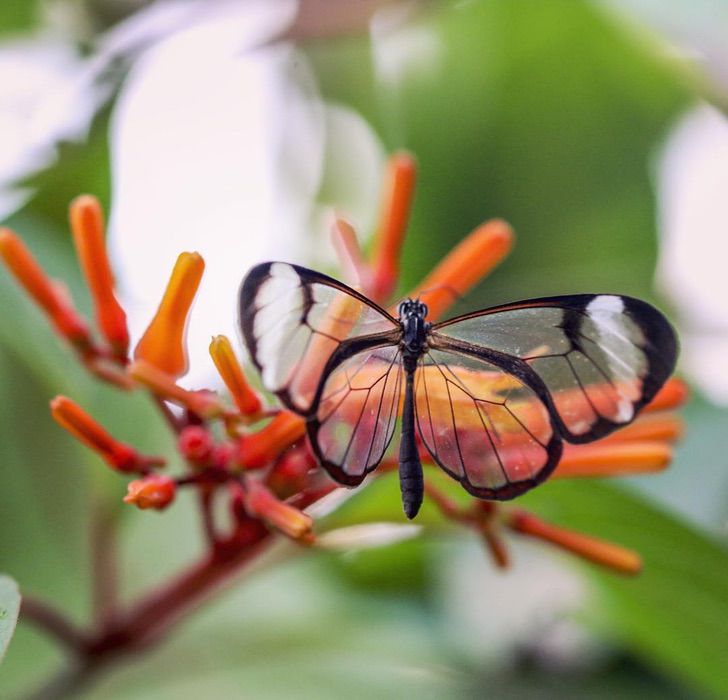sabervivermais.com - A borboleta alada de cristal é maravilhosa. Torna-se invisível para confundir seus predadores