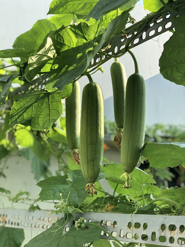 sabervivermais.com - Cultive esponjas vegetais e livre-se das de plástico. Igualmente eficaz, mas biodegradável