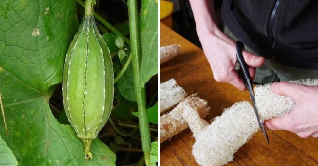 Cultive esponjas vegetais e livre-se das de plástico. Igualmente eficaz, mas biodegradável