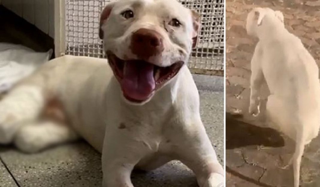 Pitbull que teve as patas decepadas, consegue se recuperar e corre pelo jardim do hospital