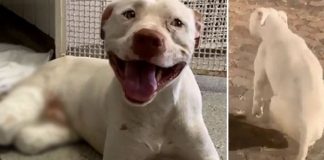 Pitbull que teve as patas decepadas, consegue se recuperar e corre pelo jardim do hospital