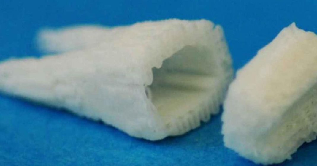 Implantes de células-tronco dentárias podem produzir novos dentes em menos de 2 meses