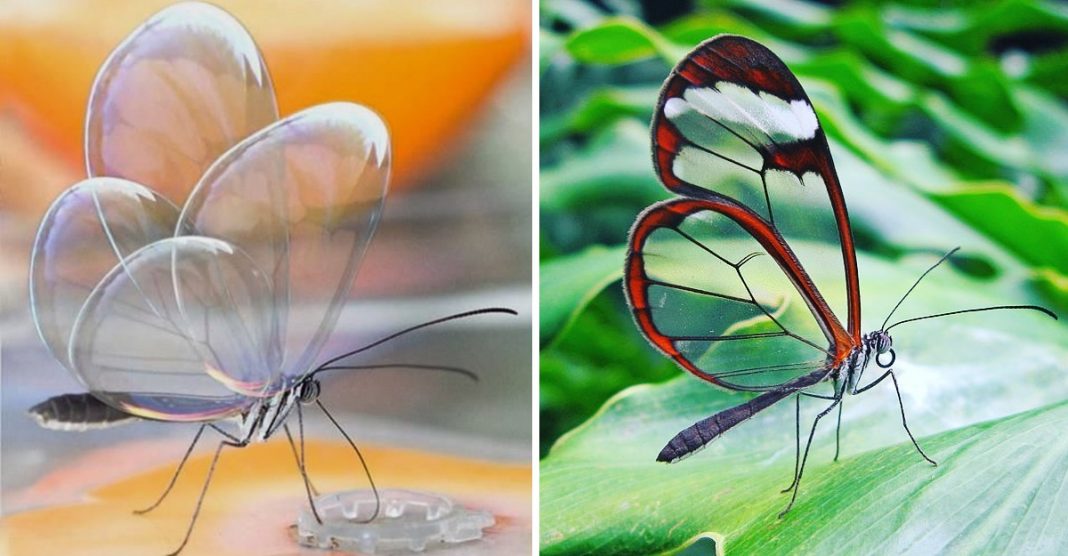 A borboleta alada de cristal é maravilhosa. Torna-se invisível para confundir seus predadores