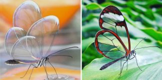 A borboleta alada de cristal é maravilhosa. Torna-se invisível para confundir seus predadores