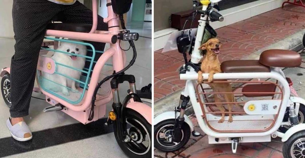 Passageiro de luxo: triciclo elétrico para carregar o seu animal de estimação