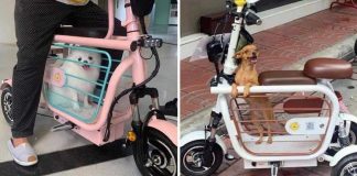 Passageiro de luxo: triciclo elétrico para carregar o seu animal de estimação