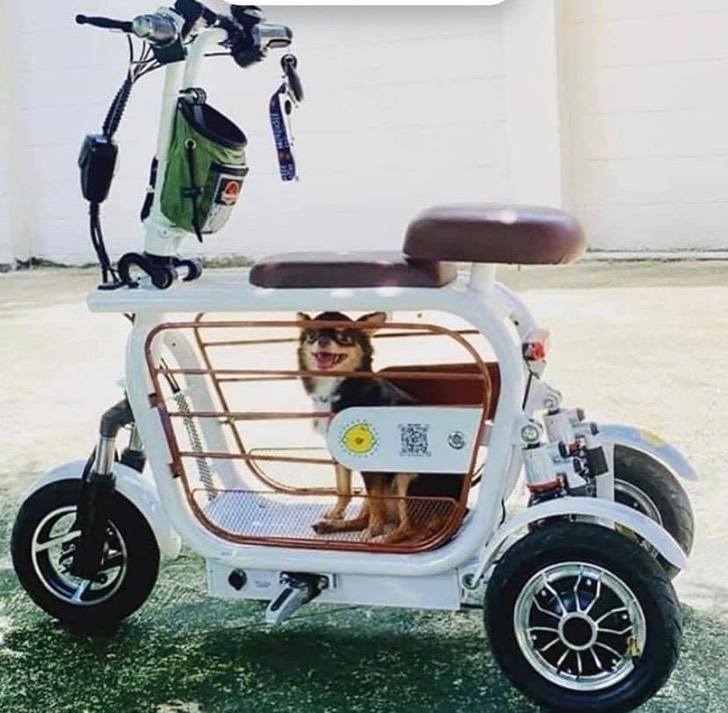sabervivermais.com - Passageiro de luxo: triciclo elétrico para carregar o seu animal de estimação