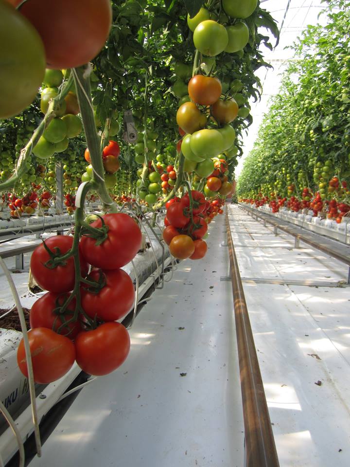 sabervivermais.com - Fazenda solar produz 17.000 toneladas de alimentos sem pesticidas!