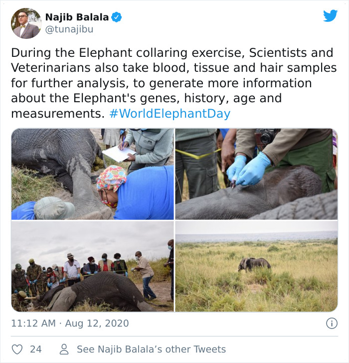 sabervivermais.com - Ótima notícia! População de elefantes do Quênia mais do que dobrou nas últimas três décadas