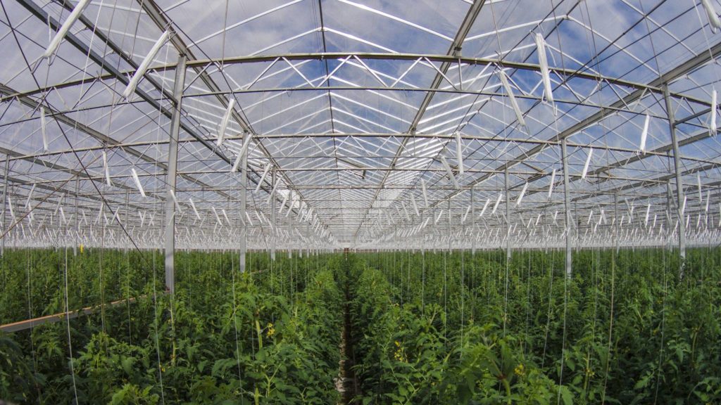 sabervivermais.com - Fazenda solar produz 17.000 toneladas de alimentos sem pesticidas!
