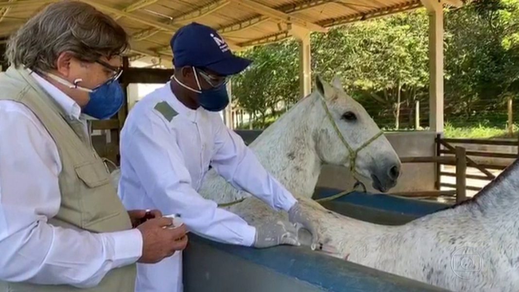 Nova descoberta de cientistas brasileiros: anticorpo de cavalo tem 50 vezes mais potência contra o coronavírus