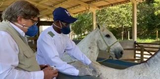 Nova descoberta de cientistas brasileiros: anticorpo de cavalo tem 50 vezes mais potência contra o coronavírus