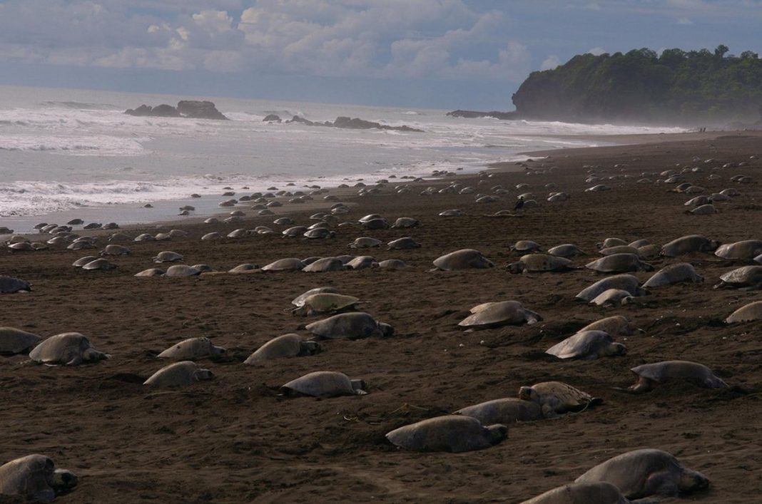 A quarentena permitiu que as tartarugas voltassem às praias e desovassem