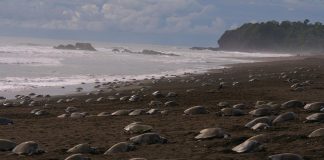 A quarentena permitiu que as tartarugas voltassem às praias e desovassem