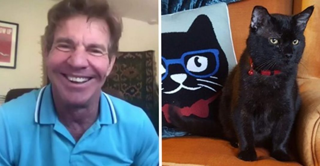 “Não resisti”: Dennis Quaid adotou um gato com o mesmo nome.