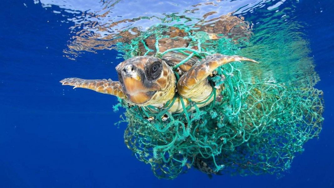 Vitória! Senado dos EUA aprova lei que protege tartarugas, baleias e golfinhos das redes de pesca