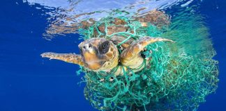 Vitória! Senado dos EUA aprova lei que protege tartarugas, baleias e golfinhos das redes de pesca