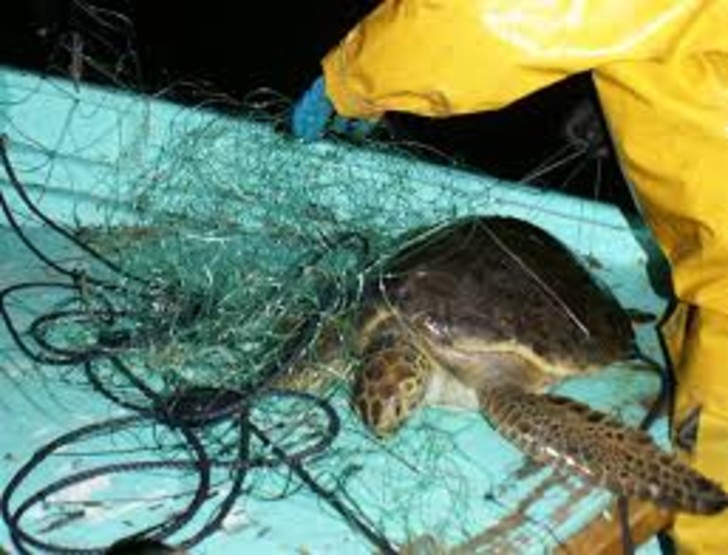 sabervivermais.com - Vitória! Senado dos EUA aprova lei que protege tartarugas, baleias e golfinhos das redes de pesca