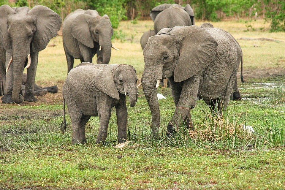 sabervivermais.com - Ótima notícia! População de elefantes do Quênia mais do que dobrou nas últimas três décadas