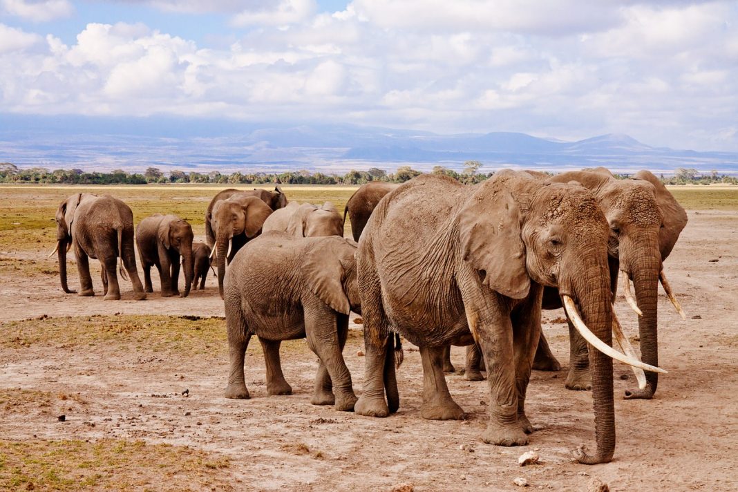 Ótima notícia! População de elefantes do Quênia mais do que dobrou nas últimas três décadas
