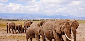 Ótima notícia! População de elefantes do Quênia mais do que dobrou nas últimas três décadas