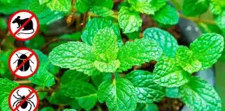 Uma receita com hortelã que vai deixar sua casa livre de ratos, aranhas e formigas!