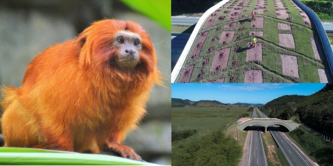 Futuro da espécie: Primeiro viaduto vegetado para Mico-leão-dourado é inaugurado no Brasil
