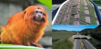 Futuro da espécie: Primeiro viaduto vegetado para Mico-leão-dourado é inaugurado no Brasil