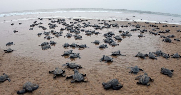sabervivermais.com - A quarentena permitiu que as tartarugas voltassem às praias e desovassem