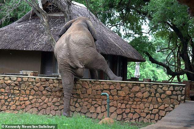 sabervivermais.com - Elefante escala agilmente uma parede de 2 metros para roubar mangas de um safári