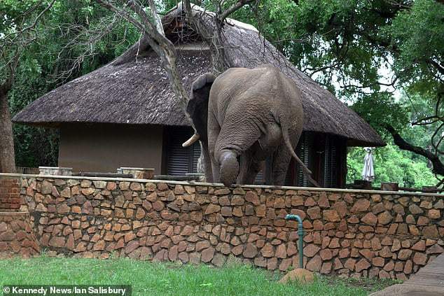sabervivermais.com - Elefante escala agilmente uma parede de 2 metros para roubar mangas de um safári