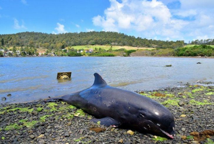 sabervivermais.com - Mamãe golfinho dá a vida tentando salvar seu filhote