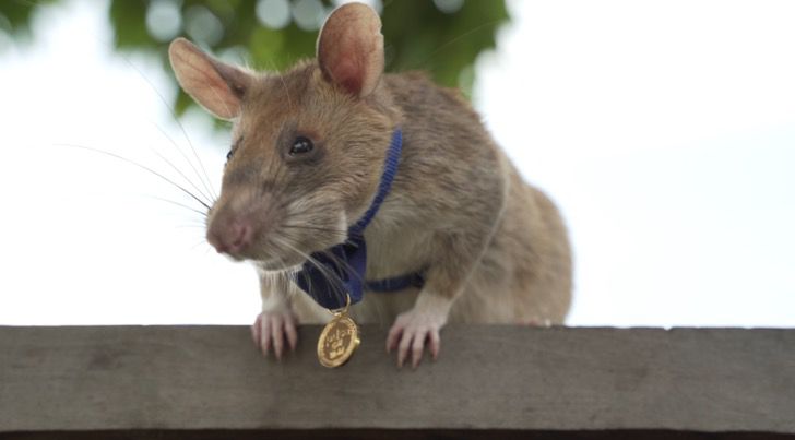 sabervivermais.com - Rato detector de minas recebeu uma medalha de ouro por desarmar 67 explosivos. Homenagem a sua bravura