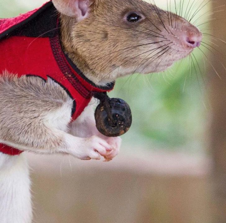 sabervivermais.com - Rato detector de minas recebeu uma medalha de ouro por desarmar 67 explosivos. Homenagem a sua bravura