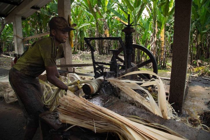 sabervivermais.com - Felipinos criam máscaras ecológicas de uma árvore nativa que se degradam em apenas 2 meses