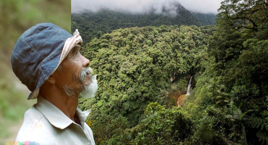 Vovô de 68 anos plantou cerca de 11.000 árvores para trazer água de volta para a floresta