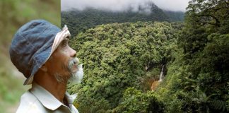 Vovô de 68 anos plantou cerca de 11.000 árvores para trazer água de volta para a floresta