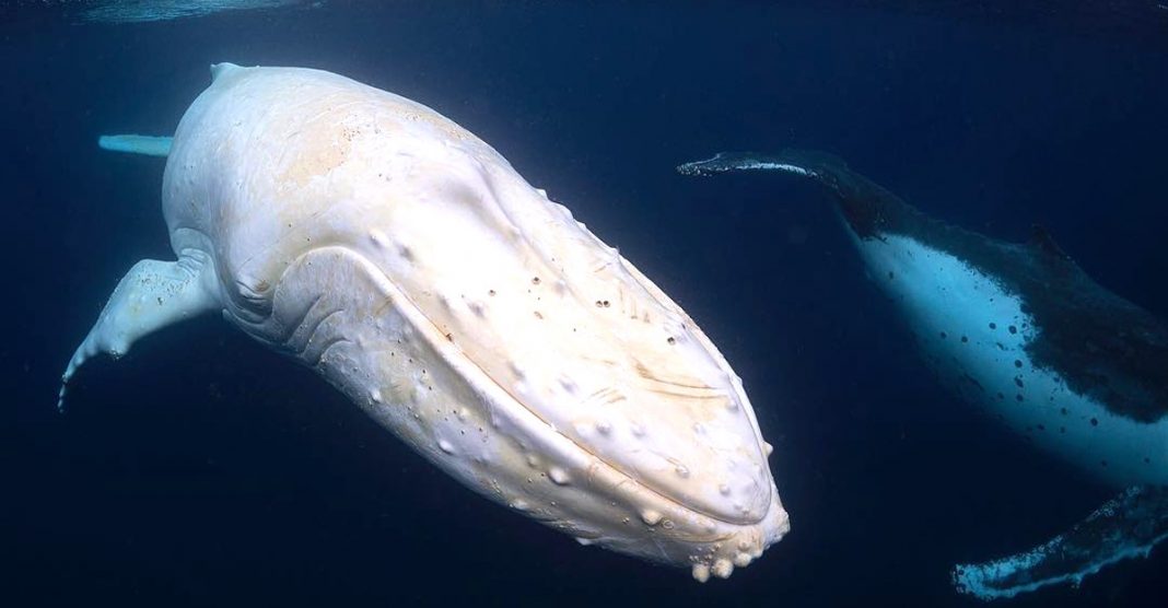 O fotógrafo encontrou uma rara baleia jubarte branca na Austrália. Imagens únicas capturadas!