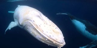 O fotógrafo encontrou uma rara baleia jubarte branca na Austrália. Imagens únicas capturadas!