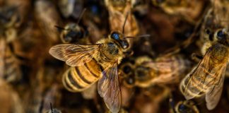 O veneno das abelhas pode ser usado para tratar formas agressivas de câncer de mama