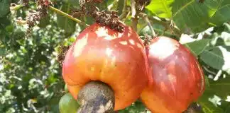 Você nem desconfia dos poderes do caju – protege visão, dentes, combate depressão e muito mais!