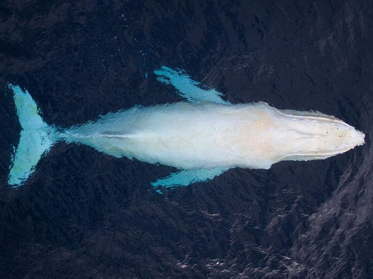 sabervivermais.com - O fotógrafo encontrou uma rara baleia jubarte branca na Austrália. Imagens únicas capturadas!