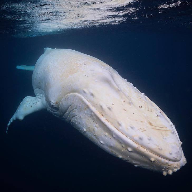 sabervivermais.com - O fotógrafo encontrou uma rara baleia jubarte branca na Austrália. Imagens únicas capturadas!