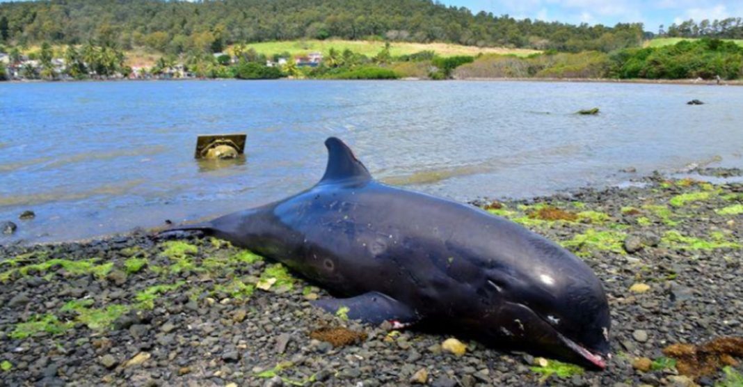 Mamãe golfinho dá a vida tentando salvar seu filhote